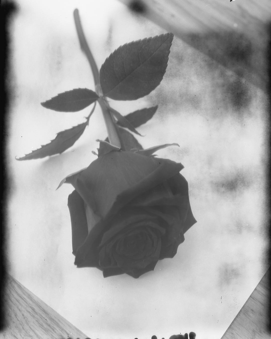 Rose. Shot with my Speed Graphic on New55 film in natural light, f/16 at 4 seconds, during a workshop at Penumbra Foundation yesterday with New55 CEO @swhiser. This rose was part of an arrangement on my mother-in-law's casket at her funeral on Thursday. This photo is in honor of her. #new55 #new55film #new55pn #largeformat #polaroidish #film #filmphotography #filmisnotdead #ishootfilm #penumbra #penumbraworkshop