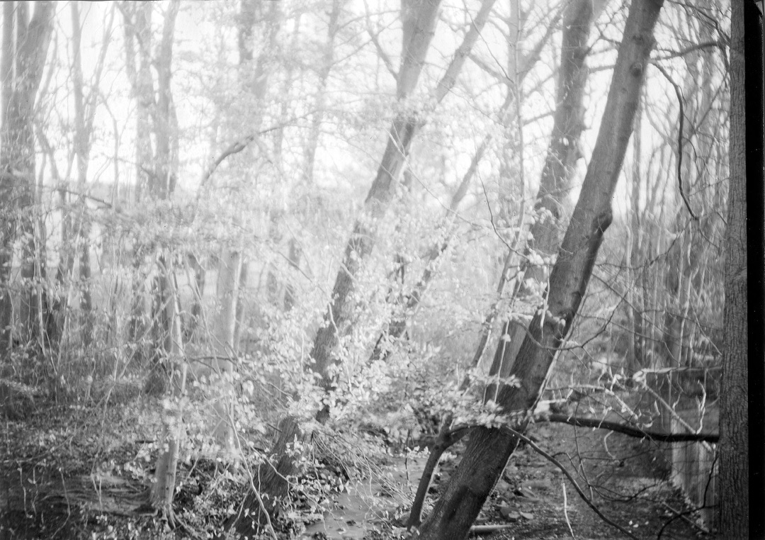 Another shot from my 1902 Century Studio No. 5 #5x7 camera on #ilforddirectpositivepaper. As the name of the camera suggests, this is really intended to be an indoor camera, but I took it outside the other day and shot this view of my backyard. Itâs a little overexposed I think. I exposed it for 10 seconds and maybe it really only wanted 5.

I got some J. Lane dry plates the other day for the dry plate holder I bought. I hope to give that a try in the next day or two. 
#filmphotography #filmphotographic #film #largeformat #paper
