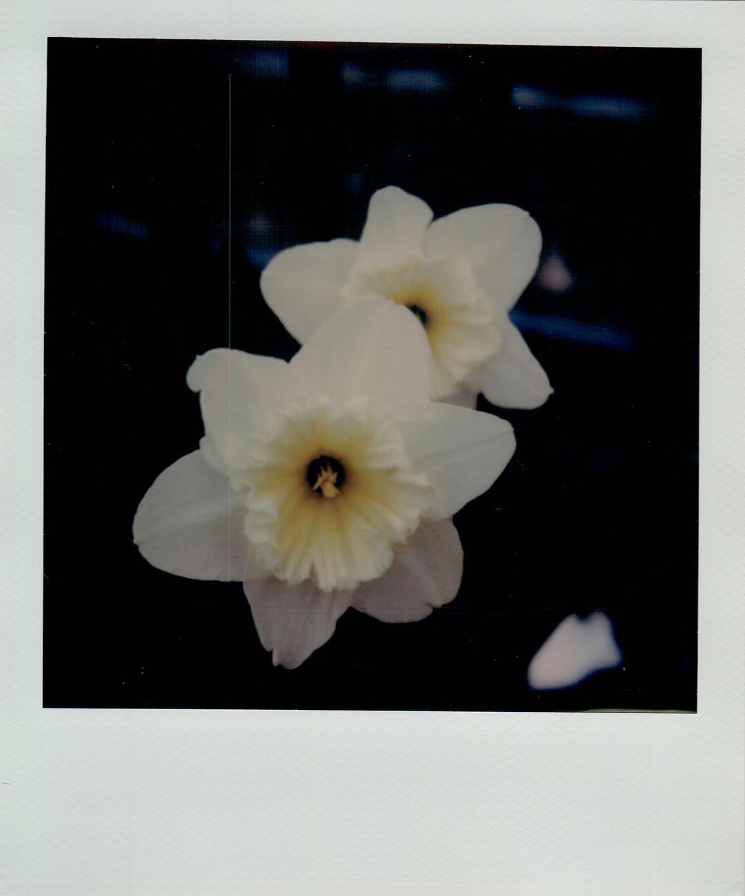 Flowers #polaroid #polaroidoriginals #sx70 #film #filmphotography