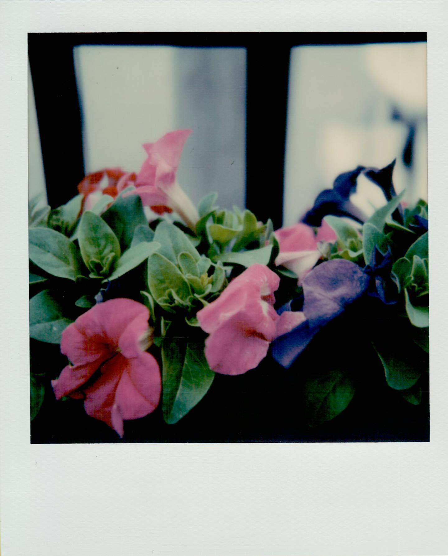 Flowers.

Another shot from my new @mintcamera SLR670-S on @polaroidoriginals SX70 film.

#mintcamera #polaroid #polaroidoriginals #sx70film #film #filmphotography