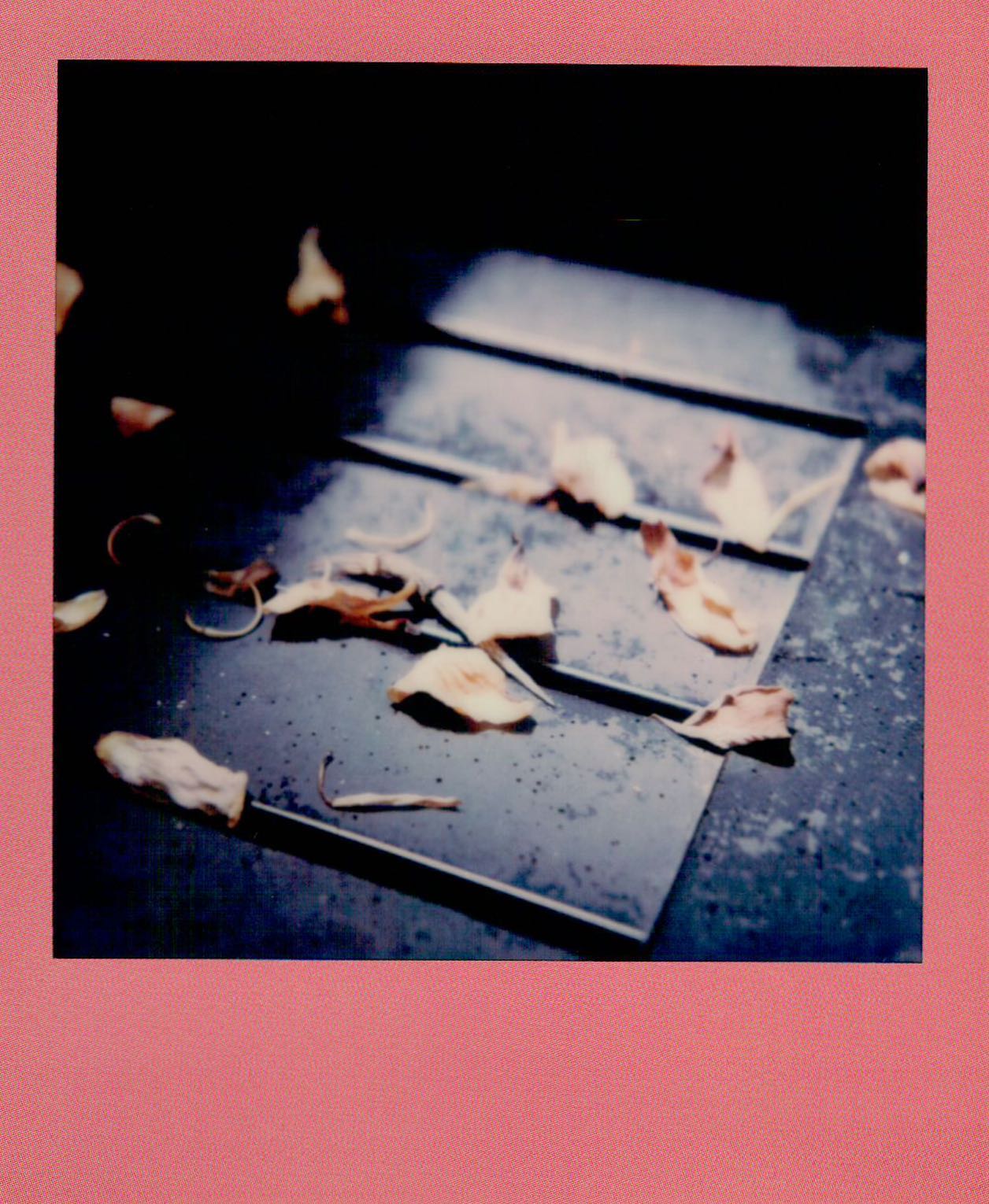 Leaves #mintcamera #slr670 #slr670s #polaroid #polaroidoriginals #film #filmphotography