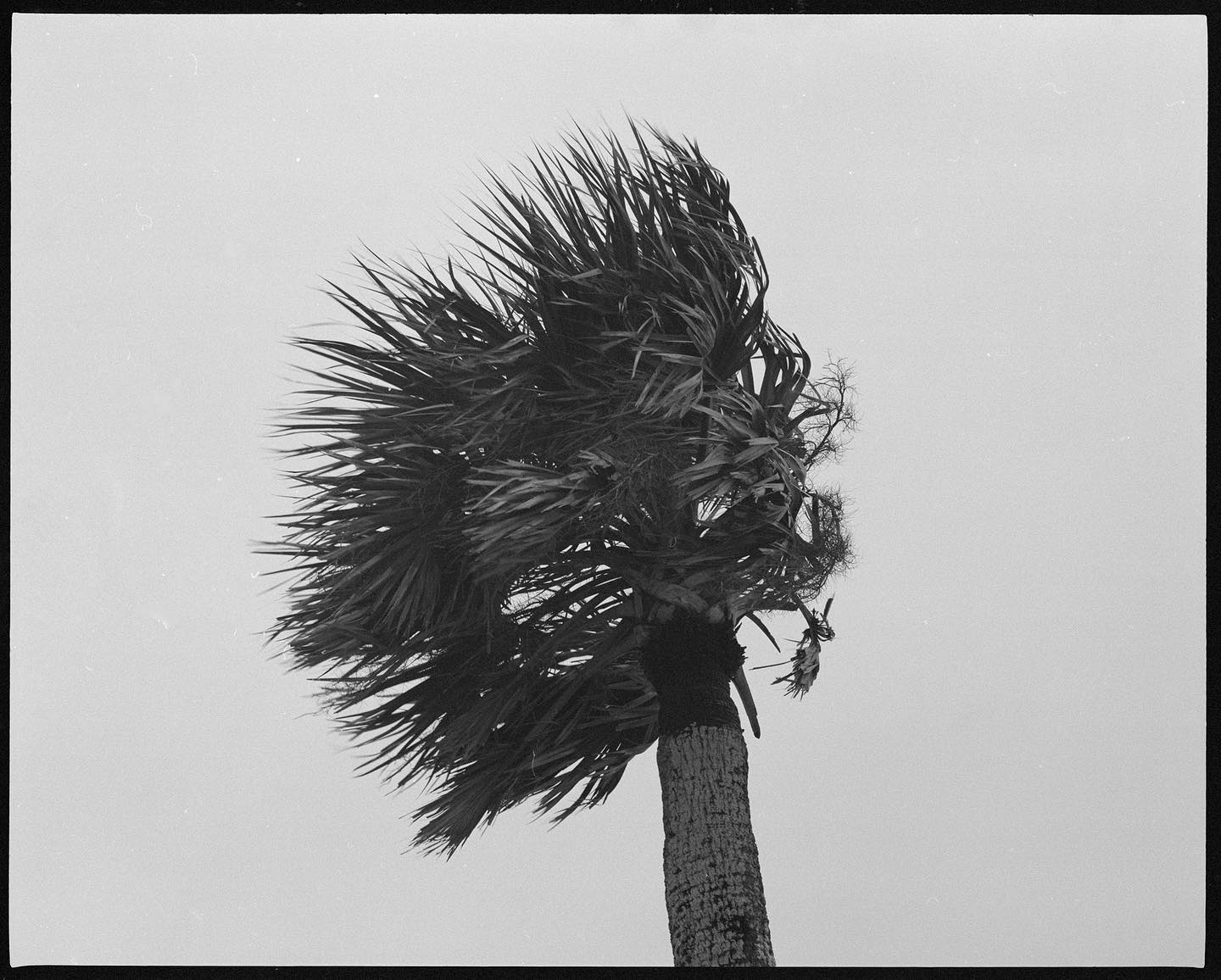 Palm tree swaying in the breeze.

It was very windy when we were in Marineland, a half hour or so south of St. Augustine. Shot with my #pentax67 with the 165mm lens on Bergger Panchro 400. 
#rollfilmweek #rollfilmweek2020 #film #filmphotography #filmphotographic #istillshootfilm