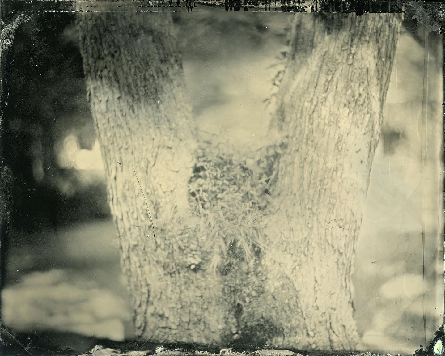 Tree

I shot this tree in front of our house this morning because itâs summer and itâs Friday and itâs my birthday so I took the day off and wanted to do something with it. Shot on my #speedgraphic using a @kodak #aeroektar178mm lens wide open and my new #chromagraphica #4x5 #wetplatecollodion film holder that arrived a couple of days ago. I shot three photos, and this was probably the most technically correct. I wanted to work on my collodion pouring technique since my first plates had so many problems. This was my second attempt at this shot this morning; the first had a developer island. So I bumped up the amount of developer I was pouring on the plate from 15ml to 20ml and that seems to have solved that issue. #allthroughalenspodcast #largeformat #wetplate #tintype #filmphotography